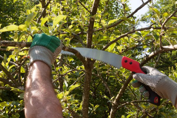 Apple Tree Trimming in Buford